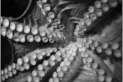 Jim-Kochis-Sucker-For-A-Pretty-Face-Dec-2025-Digital-Mono-Open-Advanced-Award