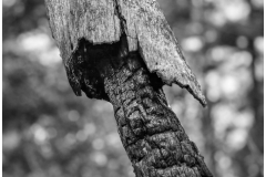 Peter-Turai-After-Burn-Sept-2025-Digital-Mono-Open-Advanced-Award