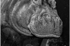 Peter-Turai-Im-so-Hippo-to-Meet-You-at-Adventure-Aquarium-Dec-2025-Digital-Mono-Open-Advanced-1st-Place