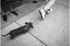 Peter-Turai-Weiner-Dog-Walking-Black-White-Oct-2025-Digital-Mono-Open-Advanced-Medal