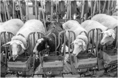 Peter-Turai-When-E.F.-Mutton-Talks-Others-Listen-Oct-2025-Digital-Mono-Open-Advanced-Medal