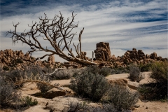 Richard-Eichel-Desert-Scene-Mar-2026-Digital-Color-Open-Advanced-Medal
