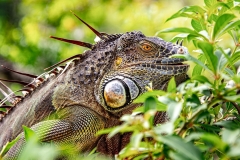 Robert-Kaye-a-face-only-a-mother-could-love-Dec-2025-Digital-Color-Open-Advanced-Award