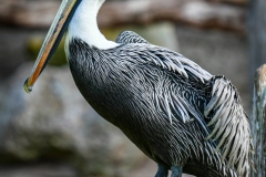 Robert-Kaye-bird-of-Advanced-feather-Sept-2025-Digital-Color-Open-Advanced-Award