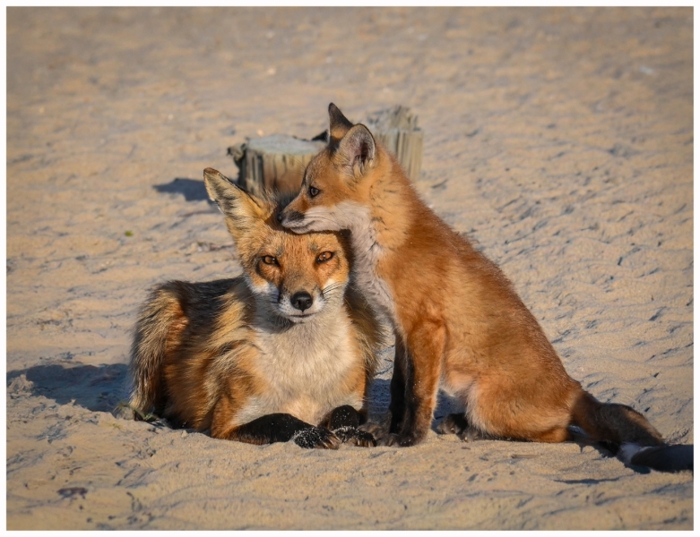 Amy-Coskey-Foxy-Mama-Jan-2026-Digital-Color-Open-Beginner-Award