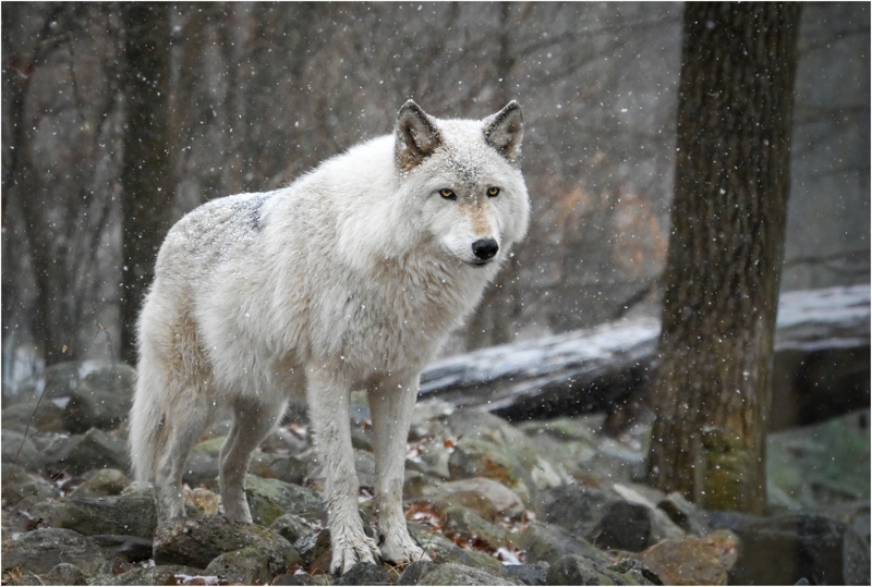 Amy-Coskey-White-Wolf-Jan-2026-Digital-Color-Open-Beginner-Award