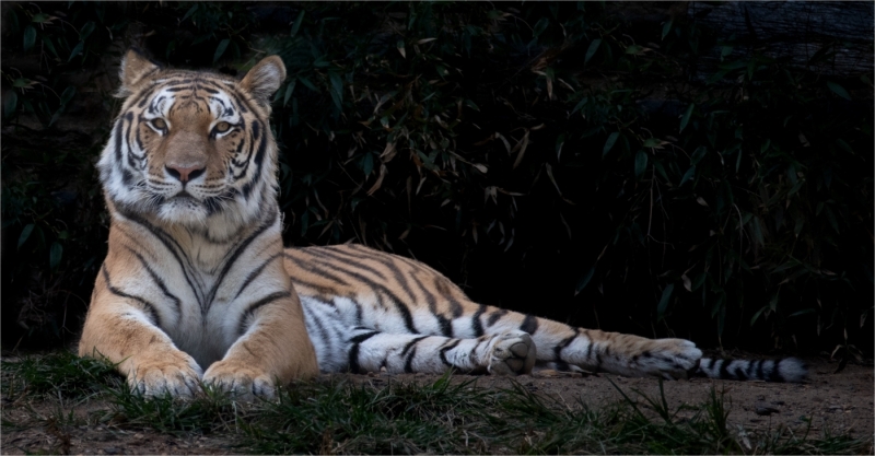 Richard-Eichel-Lion-Oct-2025-Digital-Color-Open-Beginner-Medal