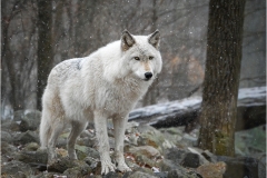 Amy-Coskey-White-Wolf-Jan-2026-Digital-Color-Open-Beginner-Award