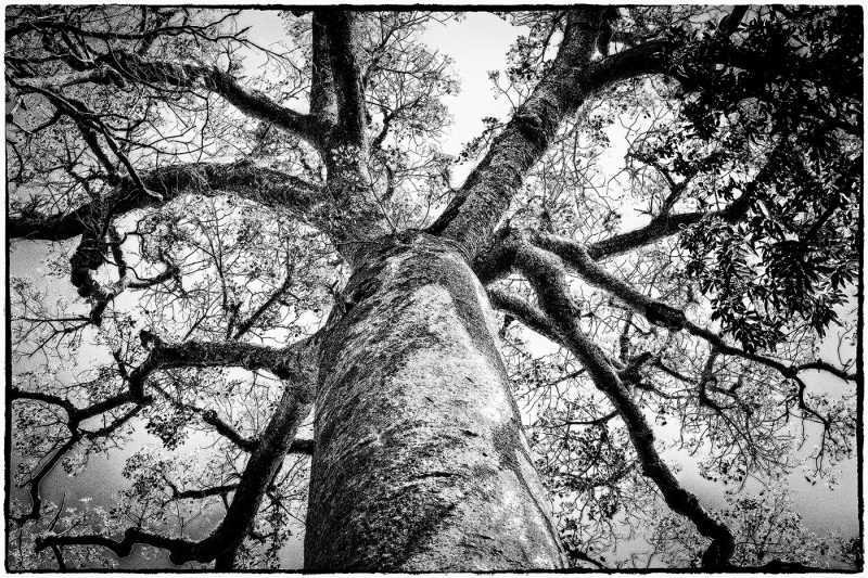 Alan-Bogard-Baobab-Dec-2025-Digital-Mono-Open-Master-Award