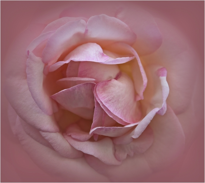 Alan-Bogard-Pink-Oct-2025-Digital-Color-Open-Master-2nd-Place