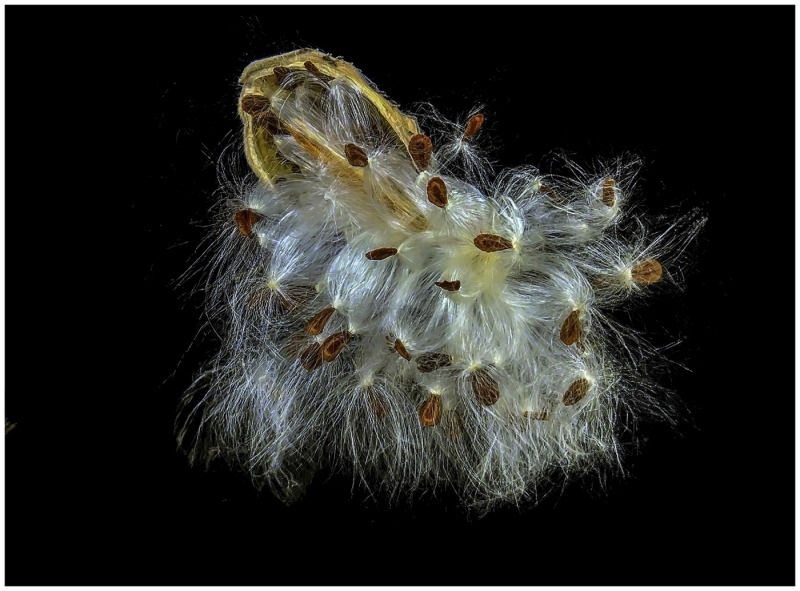 Bob-Dowd-Casting-to-the-Wind-Jan-2026-Digital-Color-Open-Master-Award