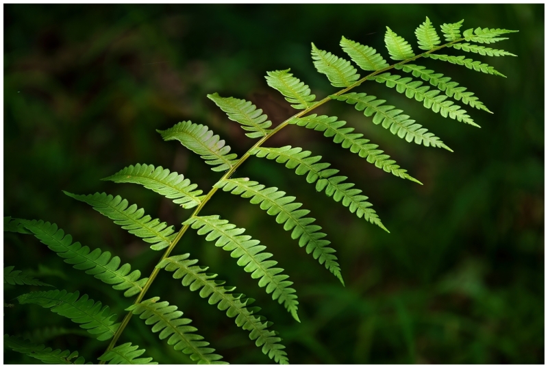 Bob-Dowd-In-a-New-Light-Jan-2026-Digital-Color-Open-Master-Medal