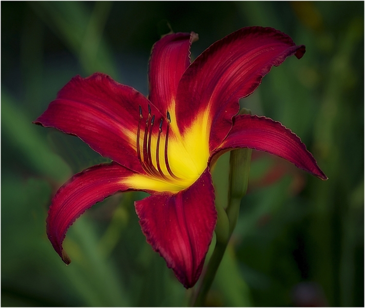 Bob-Dowd-Spring-Delight-Oct-2025-Digital-Color-Open-Master-Medal