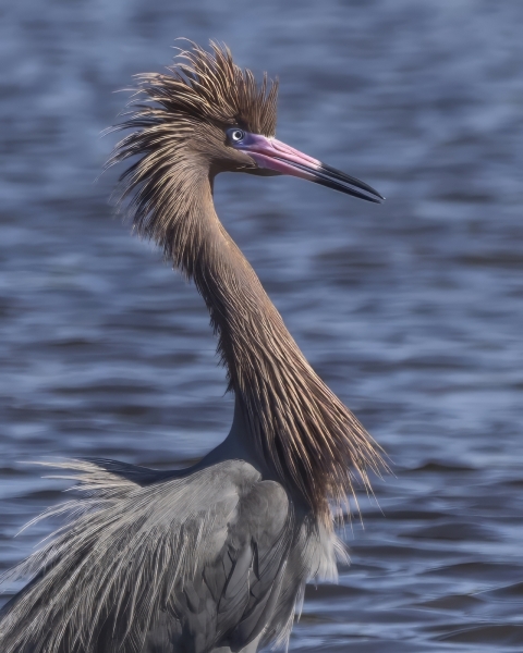 Jerry-Deutsch-Bad-Hair-Day-Jan-2026-Digital-Color-Open-Master-Medal