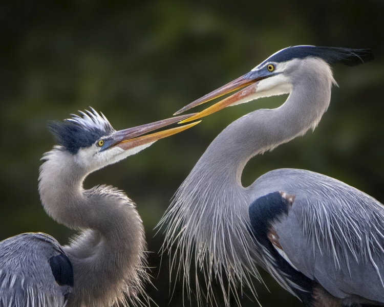 Jerry-Deutsch-Before-the-Kiss-Mar-2026-Digital-Color-Open-Master-2nd-Place