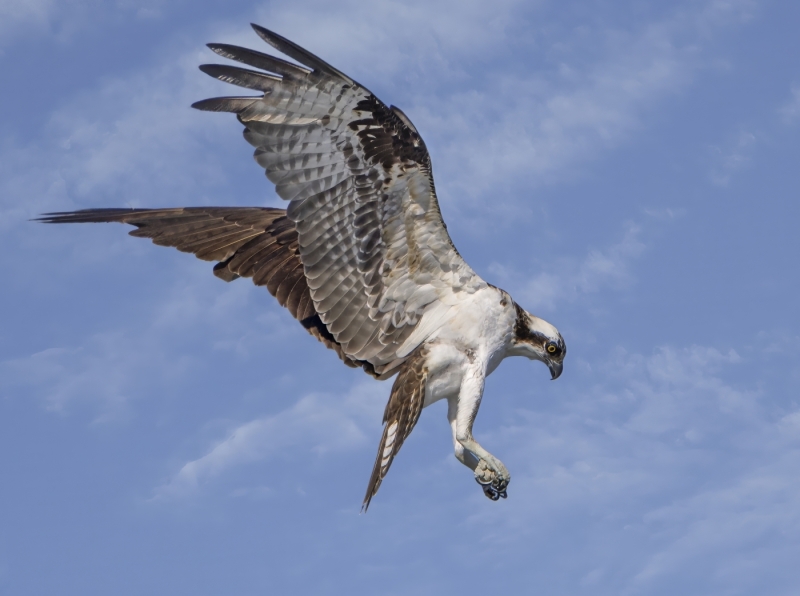 Jerry-Deutsch-Eyeing-prey-April-2026-Digital-Color-Master-Award