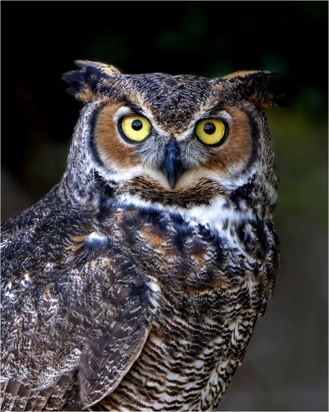 Jerry-Deutsch-GREAT-HORNED-OWL-April-2026-Digital-Color-Master-1st-Place
