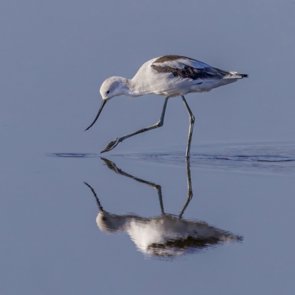 Jerry-Deutsch-Hi-There-Nov-2025-Digital-Color-Reflections-Master-Award