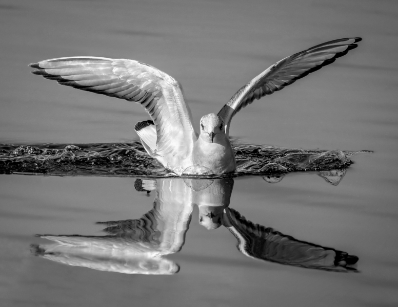 Jerry-Deutsch-Making-Bubbles-Nov-2025-Digital-Mono-Reflections-Master-1st-Place