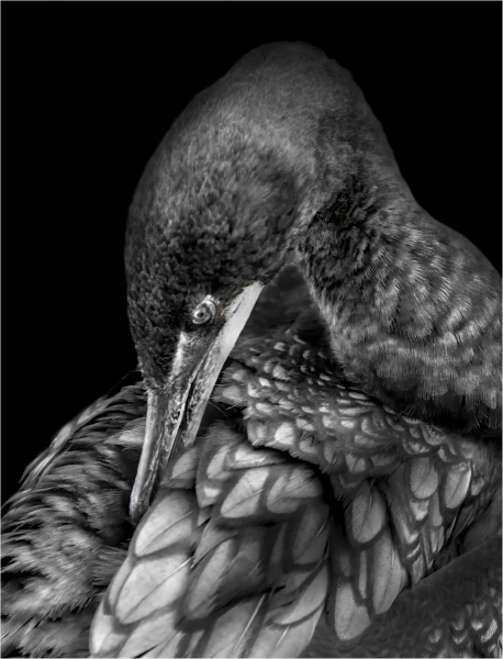 Jerry-Deutsch-Preening-Cormorant-Mar-2026-Digital-Mono-Open-Master-Medal