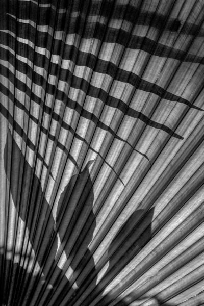 Jerry-Deutsch-Shadows-on-the-Fronds-May-2026-Digital-Mono-Theme-Shadows-Master-Award
