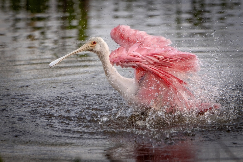 Jerry-Deutsch-Splish-Splash-Spoonbill-Dec-2025-Digital-Color-Open-Master-3rd-Place