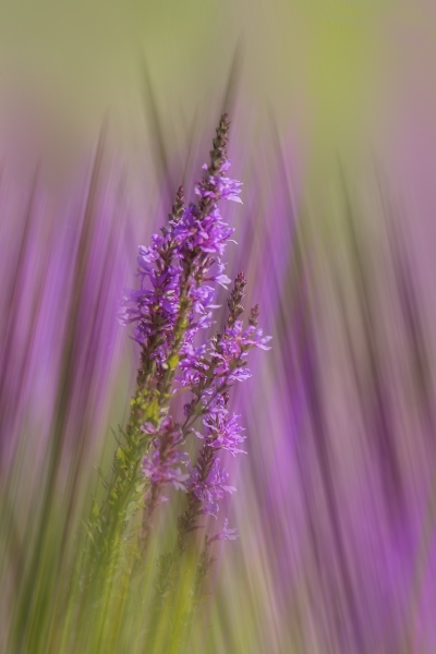 Jerry-Deutsch-Wildflowers-Jan-2026-Digital-Color-Open-Master-2nd-Place