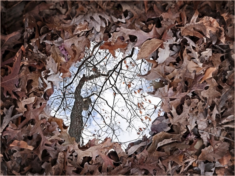 Joe-Ferraro-The-Naked-Tree-Nov-2025-Digital-Color-Reflections-Master-Award