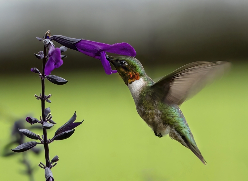 Joel-Goldberg-A-Royal-Lunch-at-Allaire-Sept-2025-Digital-Color-Open-Master-Award