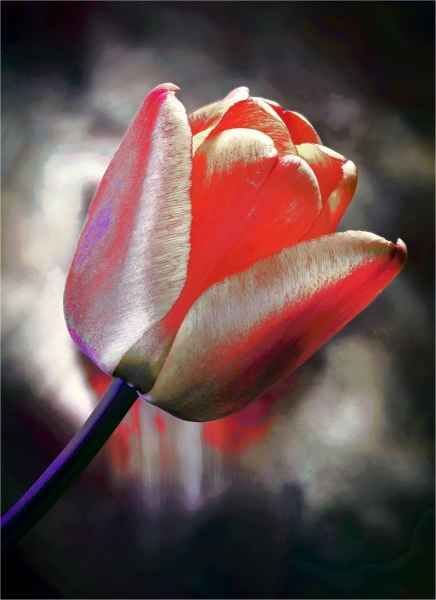 Joel-Goldberg-A-different-View-Sept-2025-Digital-Color-Open-Master-Award