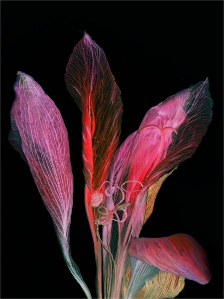 Joel-Goldberg-Colorful-Bouquet-Jan-2026-Digital-Color-Open-Master-Medal