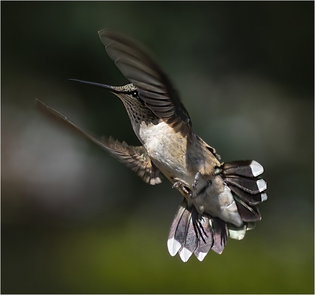 Joel-Goldberg-Hummer-Ready-to-land-Oct-2025-Digital-Color-Open-Master-Award