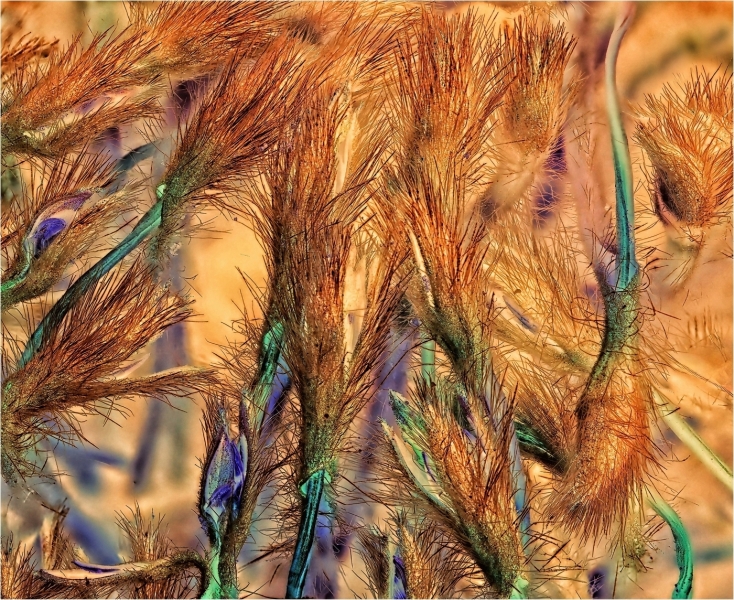 Joel-Goldberg-MACRO-FLOWER-WART-STEMMED-PIN-CUSHION-Dec-2025-Digital-Color-Open-Master-Award