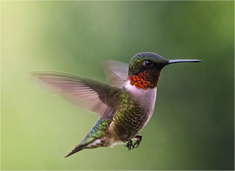 Joel-Goldberg-Magnificent-Ruby-Hummer-Dec-2025-Digital-Color-Open-Master-Medal