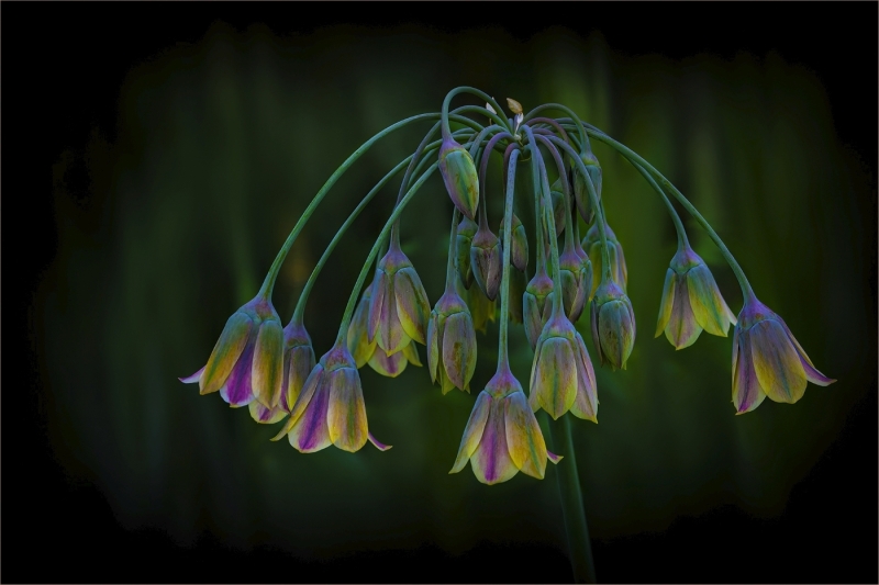 Lilia-Maloratskiy-Sicilian-Honey-Garlic-Dec-2025-Digital-Color-Open-Master-2nd-Place