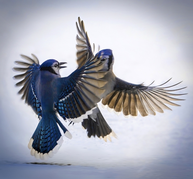 Lilia-Maloratskiy-The-Dance-of-Dominance-Mar-2026-Digital-Color-Open-Master-Medal