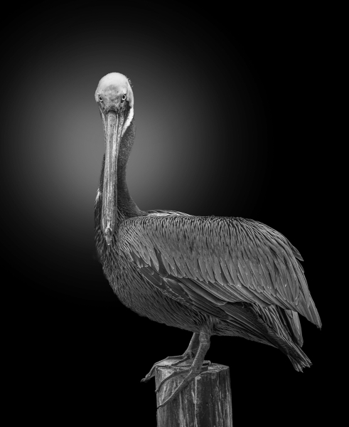 Lilia-Maloratskiy-The-Guardian-Mar-2026-Digital-Mono-Open-Master-3rd-Place