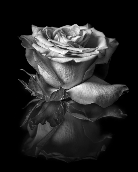 Lilia-Maloratskiy-The-Rose-Silent-Bloom-April-2026-Digital-Mono-Master-3rd-Place