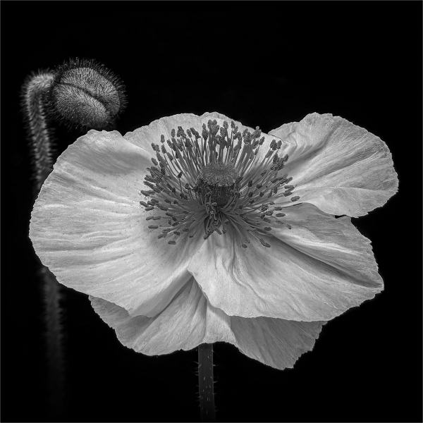 Lilia-Maloratskiy-Two-Voices-of-Time-Oct-2025-Digital-Mono-Open-Master-3rd-Place