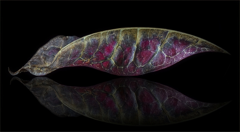 Lilia-Maloratskiy-Veins-of-Light-Nov-2025-Digital-Color-Reflections-Master-1st-Place