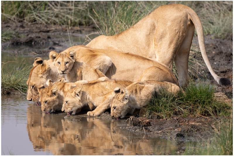 Mark-Schwartz-At-the-Watering-Hole-Oct-2025-Digital-Color-Open-Master-Medal