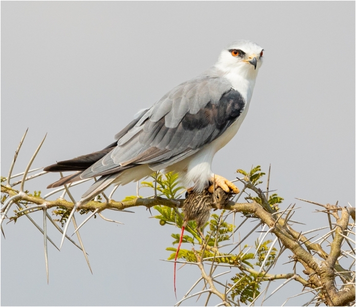 Mark-Schwartz-Black-Shouldered-Kite-Packing-Lunch-Jan-2026-Digital-Color-Open-Master-1st-Place