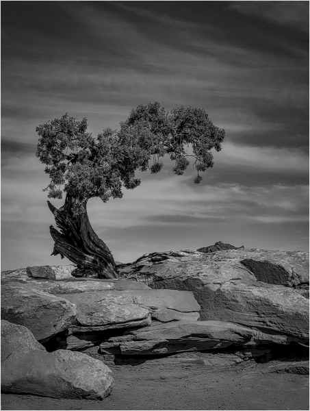 Rich-Despins-Desert-Rocks-and-Tree-Dec-2025-Digital-Mono-Open-Master-Award