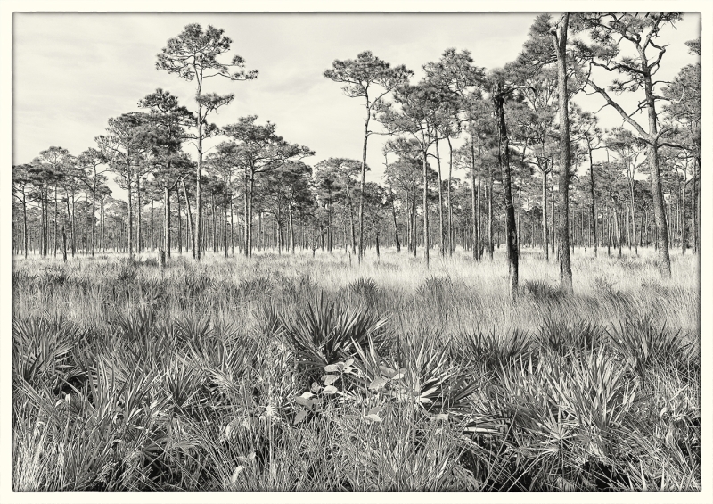 Susan-Boston-Treed-Grasslands-Jan-2026-Digital-Mono-Open-Master-3rd