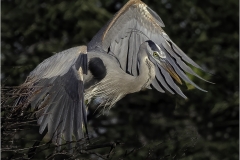 Herbert-Zaifert-Cleared-for-take-immediate-take-off-Jan-2026-Digital-Color-Open-Salon-Award