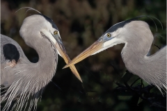 Herbert-Zaifert-On-guard-Jan-2026-Digital-Color-Open-Salon-3rd