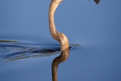 Joel-Eisenberg-Look-What-I-Caught-Nov-2025-Digital-Color-Reflections-Salon-Medal