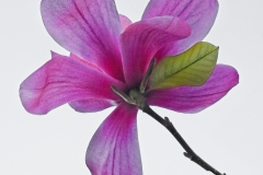 Joel-Eisenberg-Magnolia-Mar-2026-Digital-Color-Open-Salon-Medal