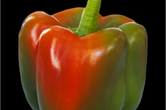 John-Sandstedt-NJFCC-Citation-Maturing-Pepper-Oct-2025-Digital-Color-Open-Salon-Award