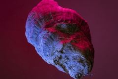 John-Sandstedt-NJFCC-Citation-New-Light-on-a-Seashell-Mar-2026-Digital-Color-Open-Salon-Medal